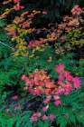 Autumn Rocky Mountain Maples and Ferns in Mount Rainier National Park, Washington State, USA Art Print